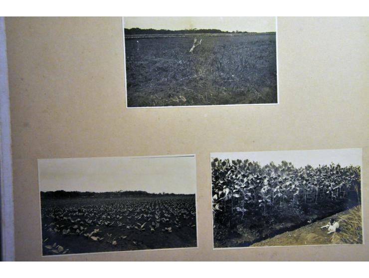 ca. 100 foto's tabaksindustrie in album en boekje kaarten modern